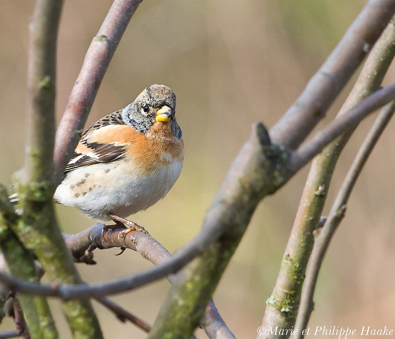 Pinson du nord 8825_wm.jpg - Pinson du Nord - Brambling - Fringilla montifringilla(Ermitage, Genève, Suisse, février 2011)